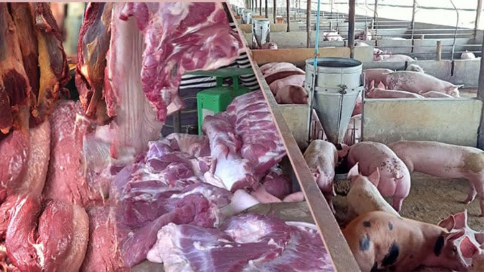 柬埔寨农业大亨：想进口猪只的人总是以国内供应不足为借口！