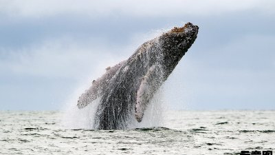 疑遭鲸鱼撞击　纽西兰观光船翻覆酿5死