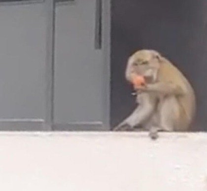 猴子拿著水果，坐在窗边吃。