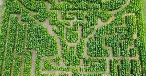 菲律宾农业学院为庆祝校庆创建玉米迷宫