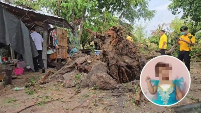 暴风雨吹倒大树酿祸！　泰国3岁女童生日成忌日