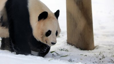 英国唯一一对大熊猫准备回中国　11月30日起不再见客