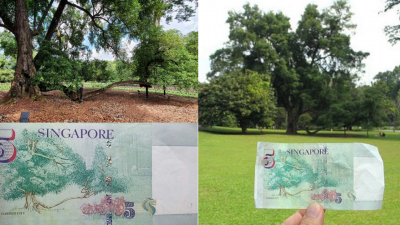 树龄逾200年仍屹立植物园　纸币上香灰莉木勾起狮城人回忆