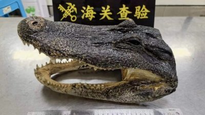 男子入境行李搜出1.5公斤鳄鱼头　深圳海关人员震惊